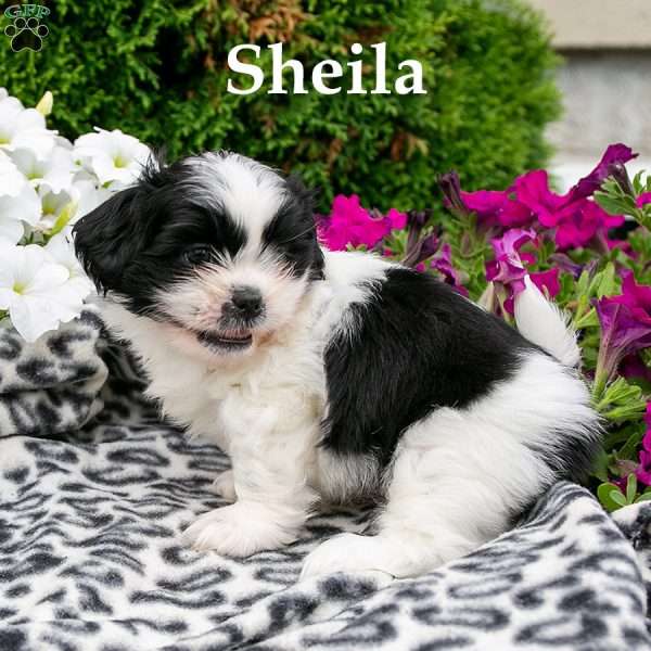 Sheila, Shih Tzu Puppy